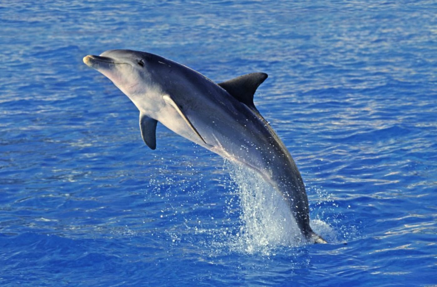 Mer turquoise et côte rocheuse de Corse-du-Sud